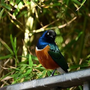 Superb Starling