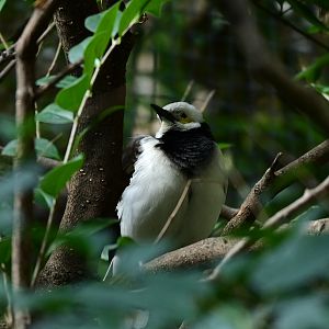 Black Collared Starling