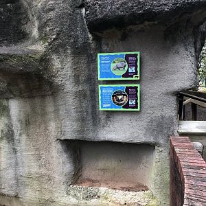 Capybara and Box Turtle Mix