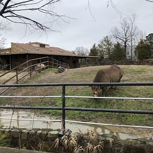 Black Rhino exhibits