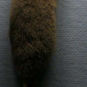 taxidermied star-nosed mole (Condylura cristata)