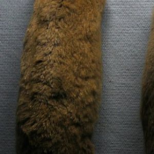 taxidermied eastern mole (Scalopus aquaticus)