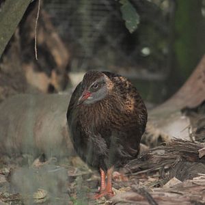 South Island Weka?
