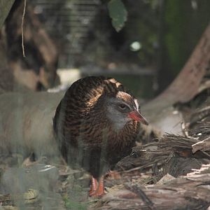 South Island Weka?