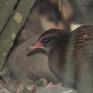 South Island Weka?