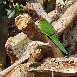Red-crowned Parakeet