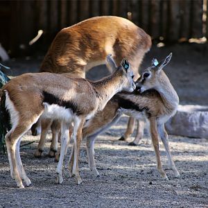 Thomson's gazelle fawns