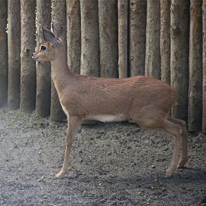 Steenbok fawn