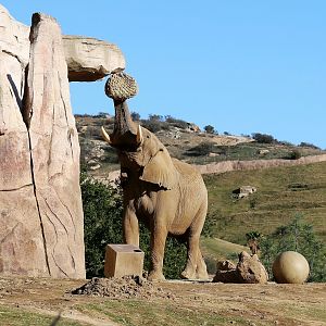 African bush elephant