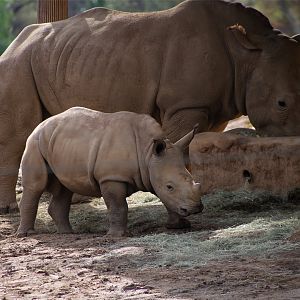 White rhinoceros calf