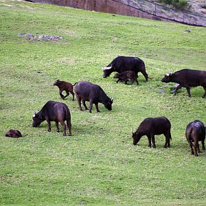 African buffalo herd (Five calves!)