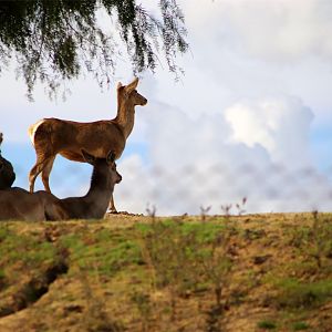 Barbary deer
