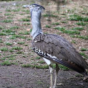 Kori bustard