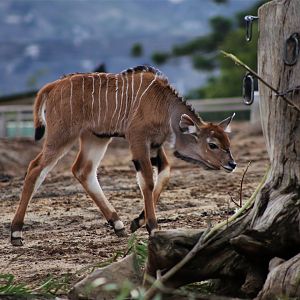 Giant eland calf