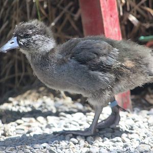 Blue Duck duckling, 1 month old