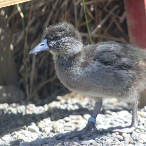 Blue Duck duckling, 1 month old