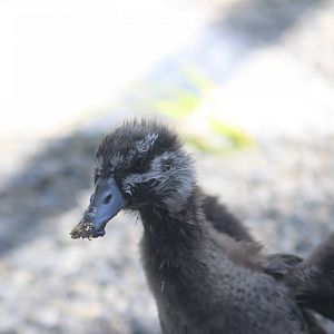 Blue Duck duckling, 1 month old