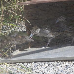 Blue Duck ducklings, 1 month old
