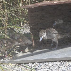 Blue Duck ducklings, 1 month old