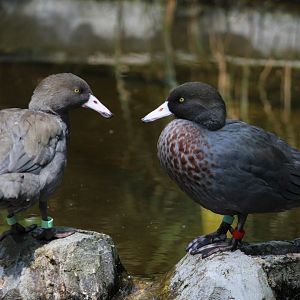 Blue Duck breeding pair