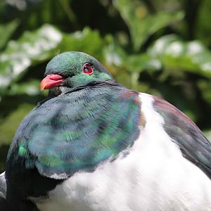 New Zealand Pigeon