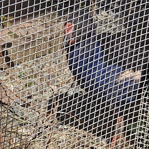 Australasian Swamphen/Pukeko juvenile