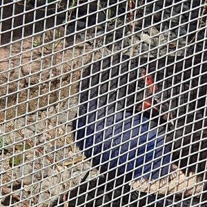 Australasian Swamphen/Pukeko juvenile