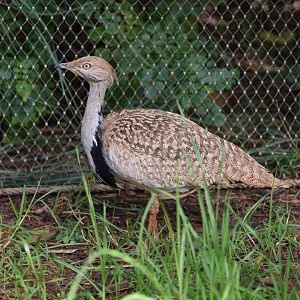 African houbara (Chlamydotis undulata)