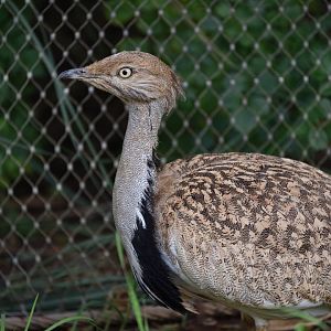 African houbara (Chlamydotis undulata)