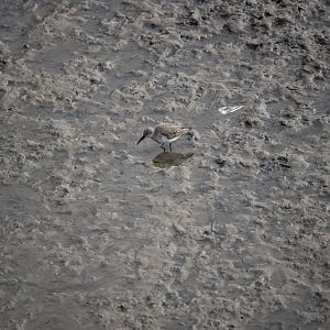 ID help : Sanderling or Curlew sandpiper ?