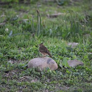 Galerida theklae or Galerida cristata ?