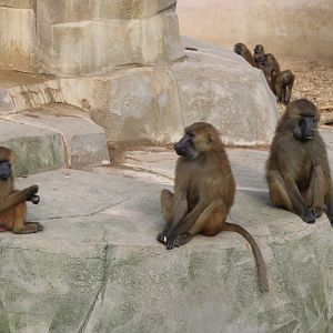 Guinea baboons
