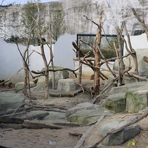View into the Guinea baboon enclosure