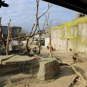 Another part of the Guinea baboon enclosure