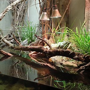 Common rudd - European pond turtle enclosure