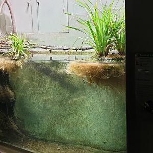Yellow-bellied toad enclosure