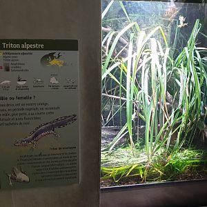 European tree frog - Alpine newt enclosure