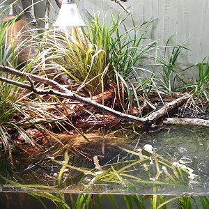 Viperine snake enclosure