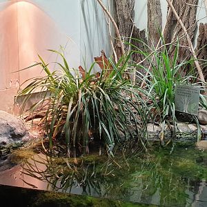 American bullfrog enclosure