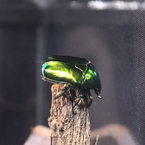 Protaetia aeruginosa