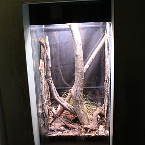 Protaetia-beetle enclosure