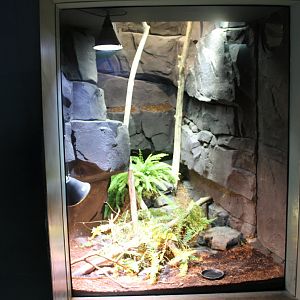 Horned viper enclosure