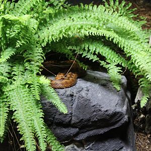 Horned viper - Vipera ammodytes