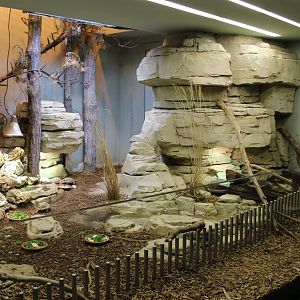 Herman's tortoise - Ocellated lizard enclosre