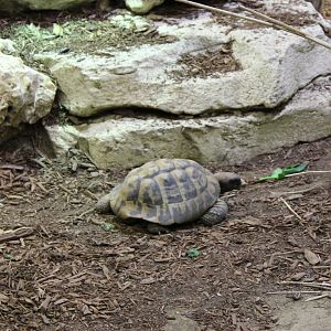 Herman's tortoise