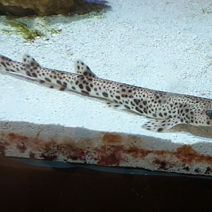 Small-spotted catshark