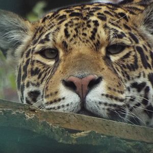 Jaguar Paradise Wildlife Park