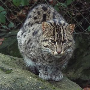 Fishing Cat Exmoor Zoo