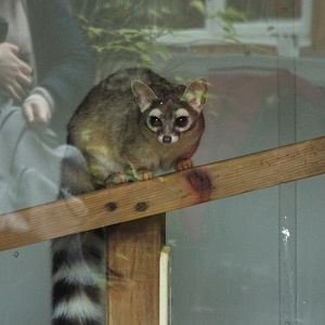 Ring-Tailed Cat Exmoor Zoo