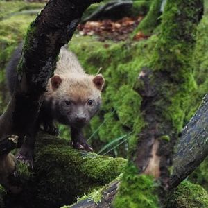 Bushdog Exmoor Zoo